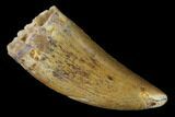 1.59" Carcharodontosaurus Tooth - Real Dinosaur Tooth - #131282-1